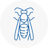 Kidlington Wasp Nest Removal